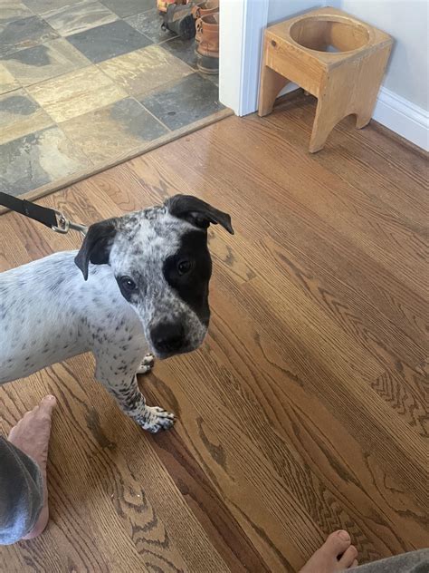 Having a family competition to guess her breed/(s). Any ideas? : r ...