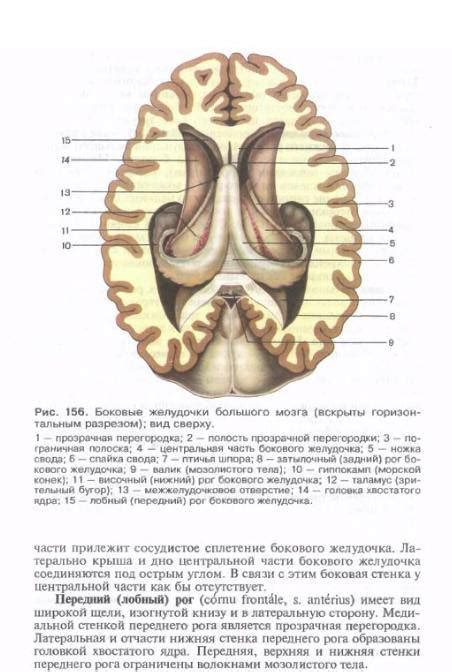 Учебник По Анатомии Сапина - servicish