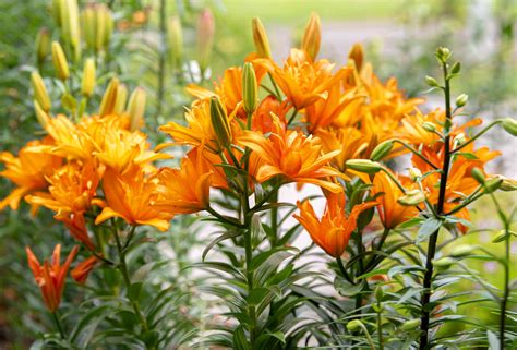 What Is An Oriental Lily Learn About Growing Oriental