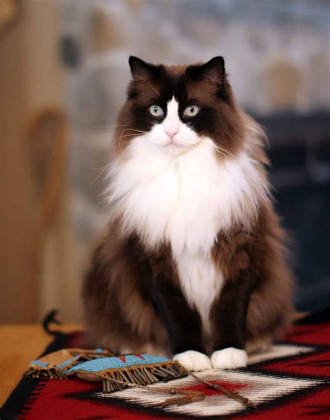 The Bicolor Ragdoll Cat | Ragdoll Cat Colors and Patterns