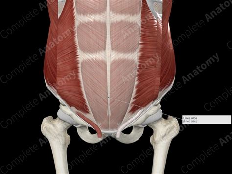 Linea Alba | Complete Anatomy