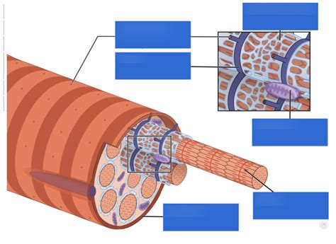 Diagram of muscle functions | Quizlet