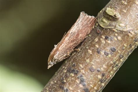 Galleria mellonella - Catalogue of the Lepidoptera of Belgium