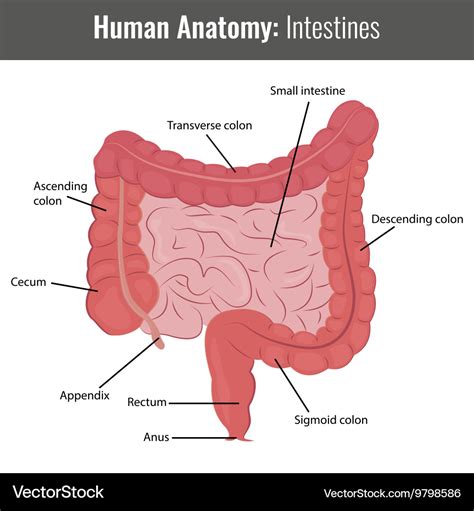 Human intestines detailed anatomy medical Vector Image