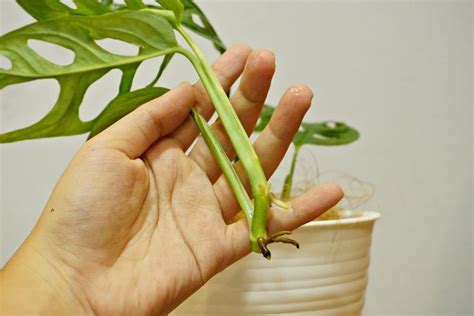 Cara Mengatasi Akar Janda Bolong Busuk, Ternyata Bisa Diobati!