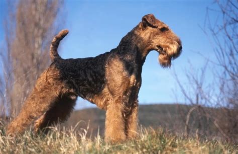 Airedale Terrier Dogs Breed - Information, Temperament, Size & Price ...