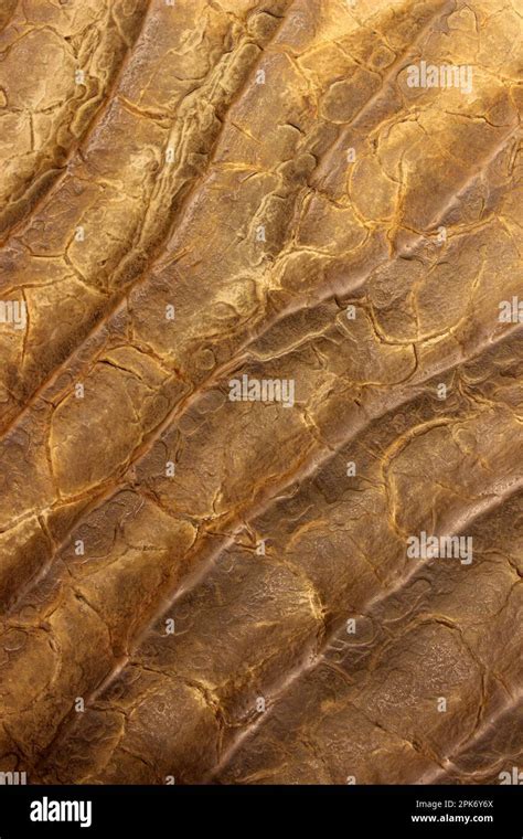 Fossilised Ripple Marks Stock Photo - Alamy