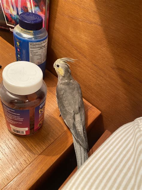 ways to cockatiel scared fast 7