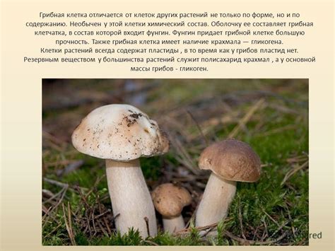 Презентация на тему: "Особенности строения грибной клетки. Грибы это ...