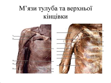 Будова мязів голови, шиї та тулуба - презентация онлайн