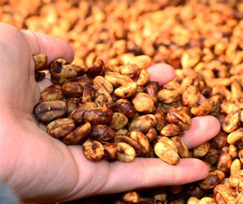 20's Coffee Bean Processing Methods Overview - 2025 Vesel & Measurement ...
