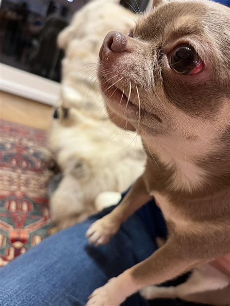 Cat scratched dog in white of eye through eyelid : r/vet