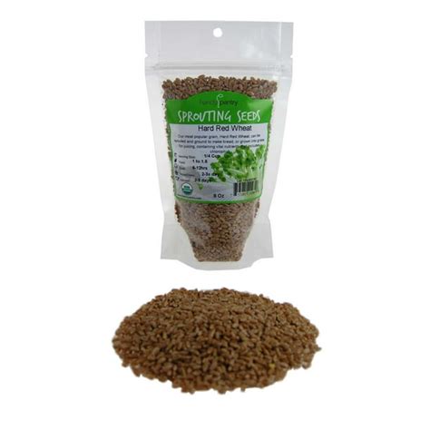 Organic Hard Red Wheat Seed: 8 Oz - Grow Wheatgrass, Ornamental Wheat ...