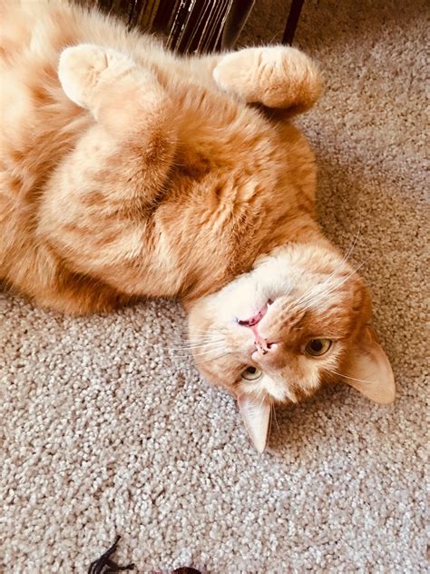 I think my cat broke... | Pretty cats, Cute cats and kittens, Cute cats