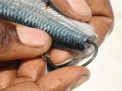 rig  ballyhoo plug salt water sportsman