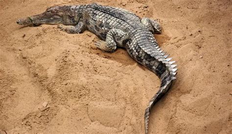 False Gharial | The Animal Facts | Appearance, Diet, Habitat, Behavior
