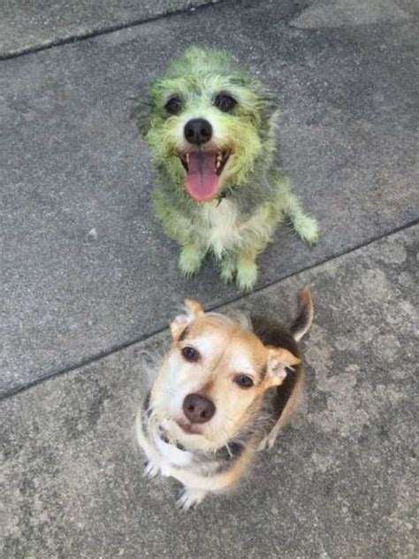 Go Ahead, Laugh at These Hilarious Dog Fails | KLYKER.COM