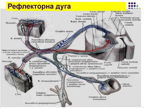 Будова та розвиток периферичної нервової системи - online presentation