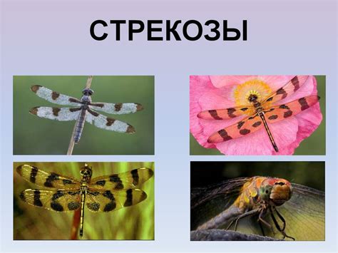 Стрекозы - презентация онлайн