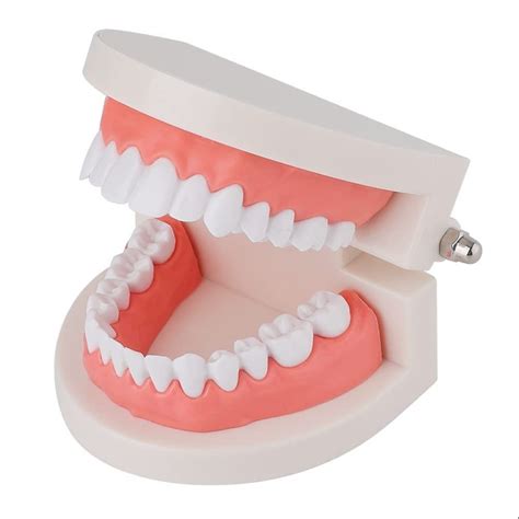 plastic manual anatomy small dental teeth model  education