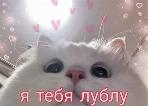 я тебя люблю!!