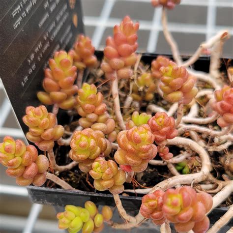 Sedum x ‘Autumn Fire’ › Anything Grows