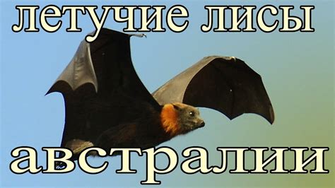 Летучие лисы Австралии - YouTube