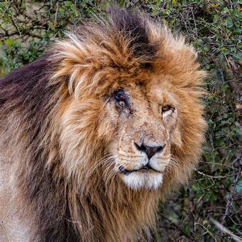 Meet 'Scarface' — The Most Notorious Lion to Ever Rule the Jungle - A-Z Animals