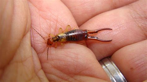 The Sting of the Earwig: Understanding Earwig Bites
