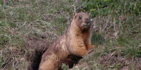 Tudo Sobre A Marmota: Características, Nome Científico E Fotos | Mundo ...