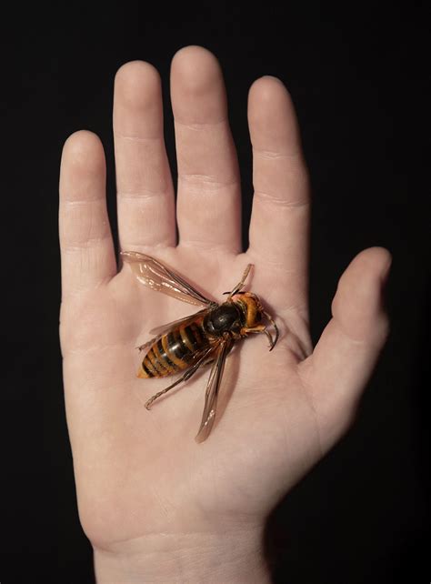 Insect wars: murder hornets v the American honeybee