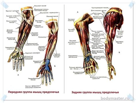 Упражнения на предплечья: подборка с гантелями, в тренажерном зале и в ...