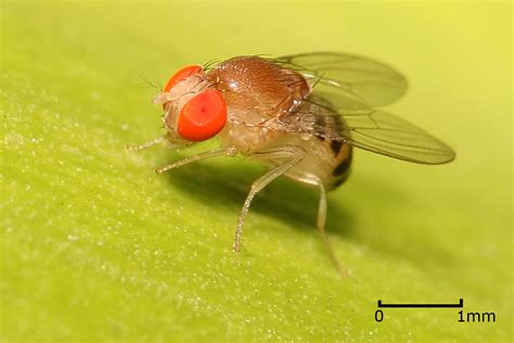File:Drosophila.jpg - Wikimedia Commons