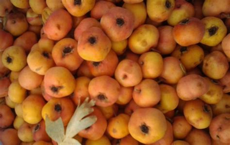 Dried Berries, Fruits and Plants