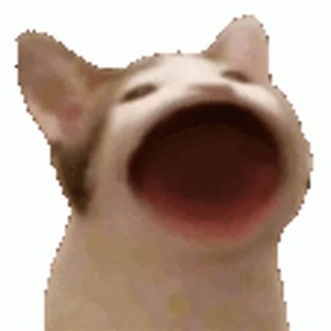pop cat gif popcat discover share gifs pop cat cat gif cat memes