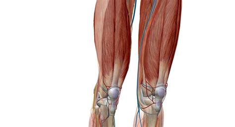 Premium Photo | The knee is a modified hinge joint which permits ...