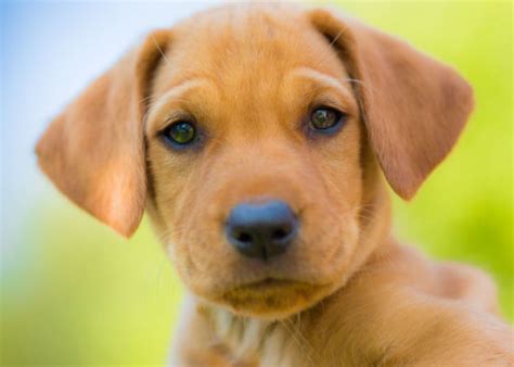 61 Labrador Mixes With A Lovable Personality – Top Dog Tips