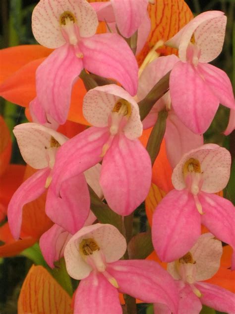 The Digital Beekeeper