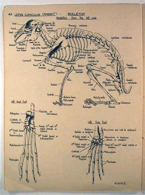 rabbits foot  real  ben resch blog