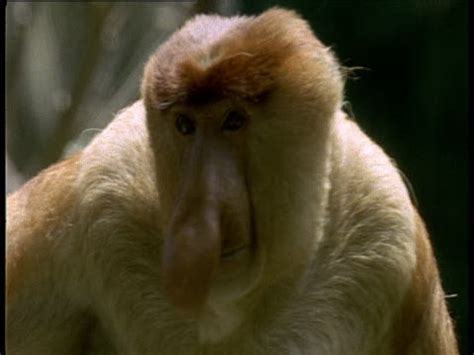 36 Monkey Big Nose Stock Videos, Footage, & 4K Video Clips - Getty Images