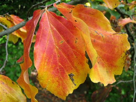 Parrotia persica (Persian Parrotia) | North Carolina Extension Gardener ...