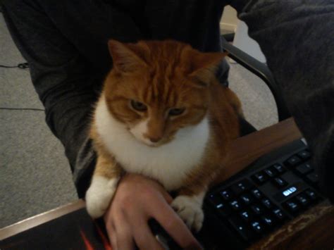 The most difficult part of owning a cat.. : r/aww