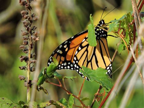 monarch butterfly free image | Peakpx