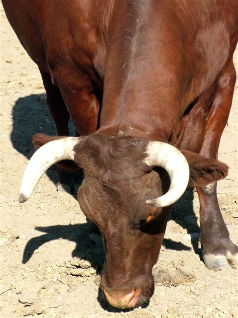 Moo 2 Free Photo Download | FreeImages