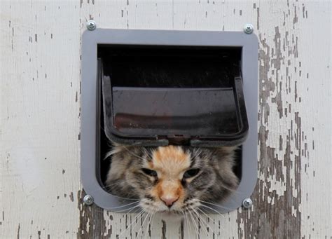 Дверь для кошек