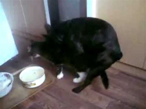 собака трахает кота - YouTube