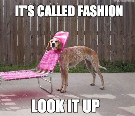 fashion dog funlexia funny pictures