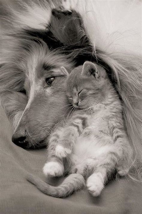 Кошки и собаки - лучшие друзья - YouLoveIt.ru