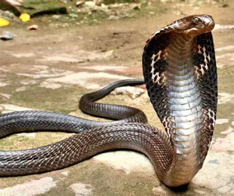 10 Interesting King Cobra Facts | My Interesting Facts