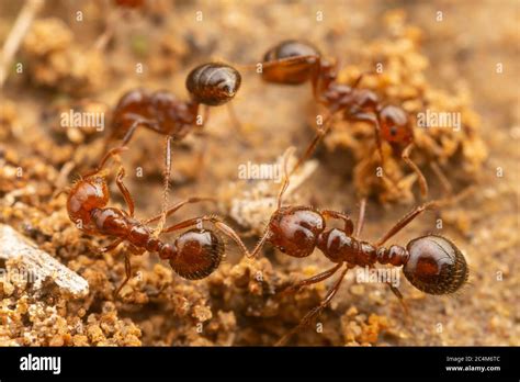 Red Imported Fire Ants (Solenopsis invicta Stock Photo - Alamy